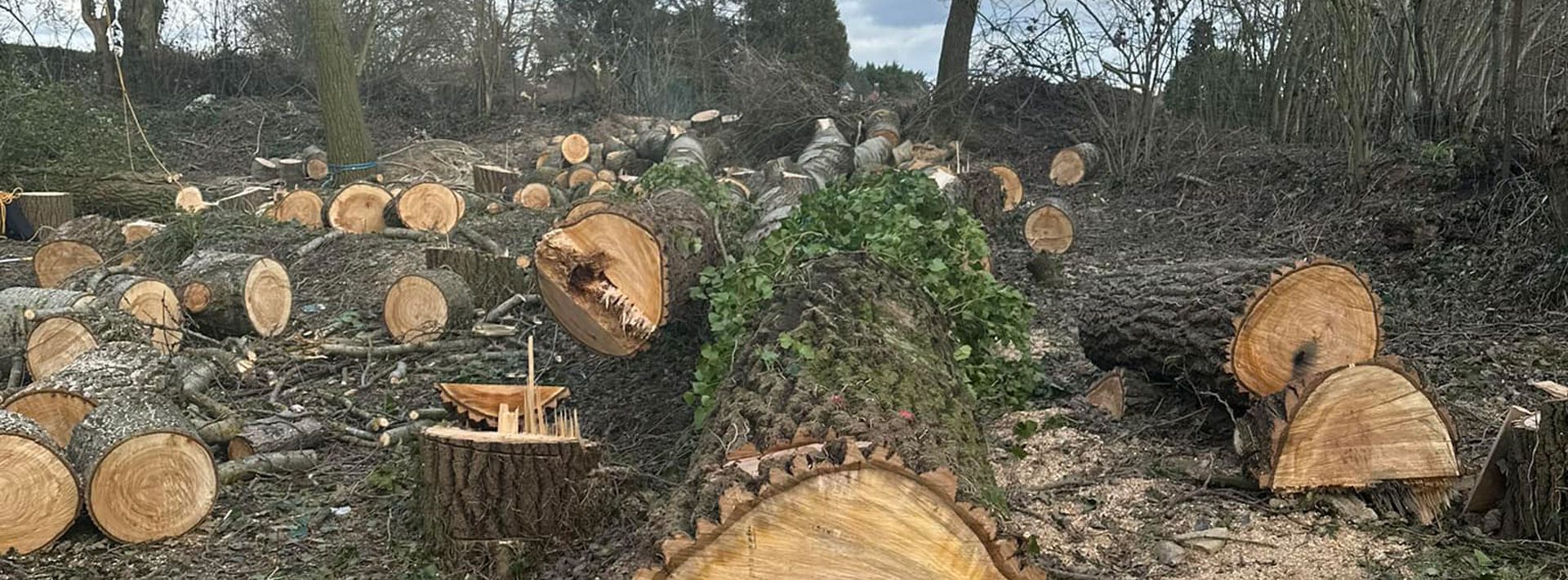 Abattage arbre Grandvilliers