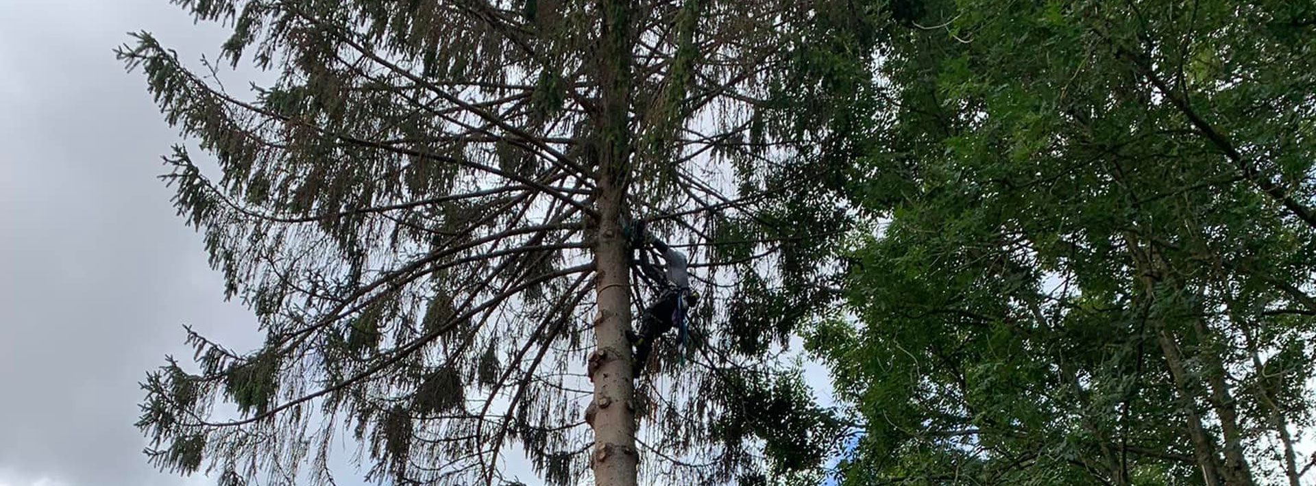 Élagage et abattage arbre Conty Poix-de-Picardie